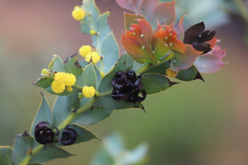 Acacia glaucoptera Benth.