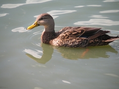 Anas fulvigula image