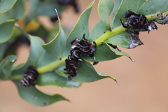 Acacia glaucoptera