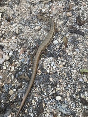 Elgaria paucicarinata