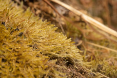 Catagoniopsis berteroana
