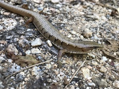 Elgaria paucicarinata