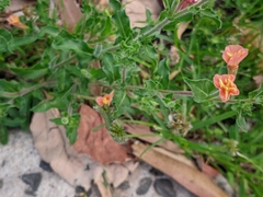 Oenothera versicolor