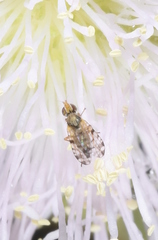 Campiglossa sororcula