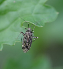 Phytocoris eximius