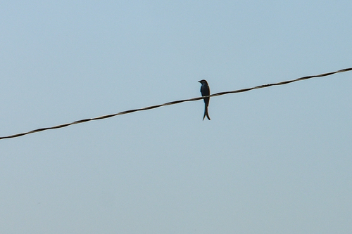 Black Drongo