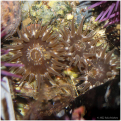 Anthopleura mariae