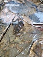 Leptodactylus petersii