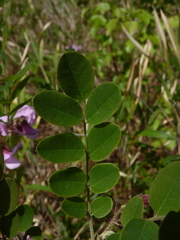 Robinia hispida hispida