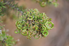Acacia curvata