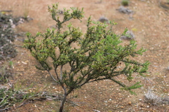 Acacia curvata