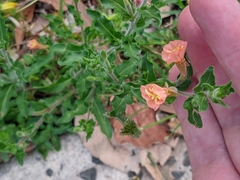 Oenothera versicolor