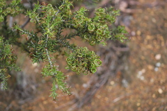 Acacia curvata