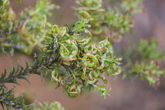 Acacia curvata