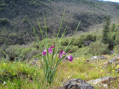 Olsynium douglasii