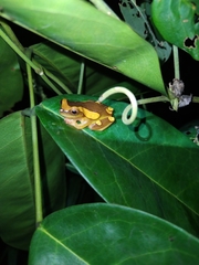 Dendropsophus leucophyllatus