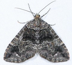 Hydriomena albifasciata