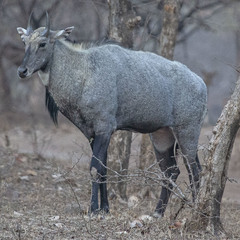 Boselaphus tragocamelus