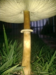 Chlorophyllum