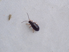 Luperus longicornis