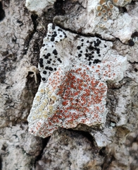 Haematomma persoonii