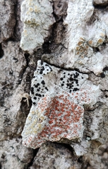 Haematomma persoonii