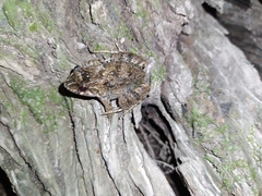 Leptodactylus leptodactyloides