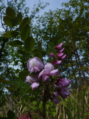 Robinia hispida hispida