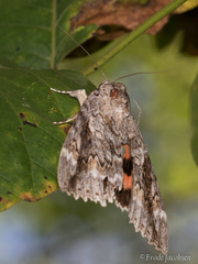 Catocala marmorata