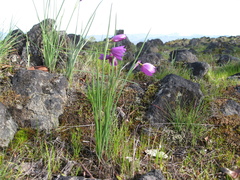 Olsynium douglasii