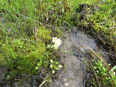 Primula egaliksensis