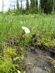 Primula egaliksensis