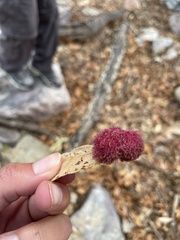 Cynips quercusnubila