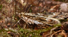 Pseudocoremia productata