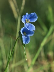 Commelina ciliata