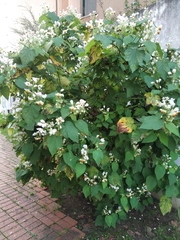 Sparrmannia