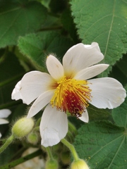Sparrmannia