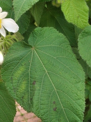 Sparrmannia