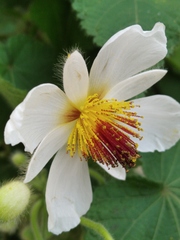 Sparrmannia