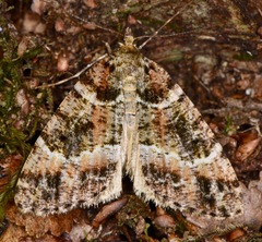 Pseudocoremia productata