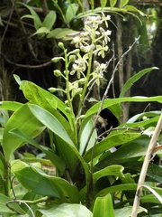 Prosthechea crassilabia