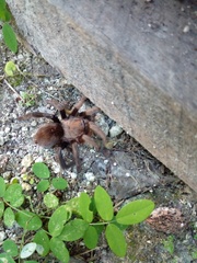 Crassicrus lamanai