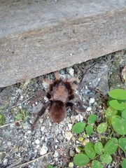 Crassicrus lamanai