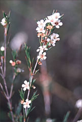 Baeckea linifolia