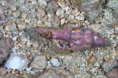 Latirus nodatus observed 2022-01-08