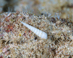 Terebra funiculata