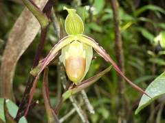 Phragmipedium longifolium
