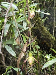 Phragmipedium longifolium