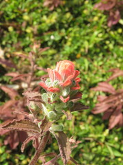 Castilleja arvensis