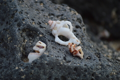 Muricoidea